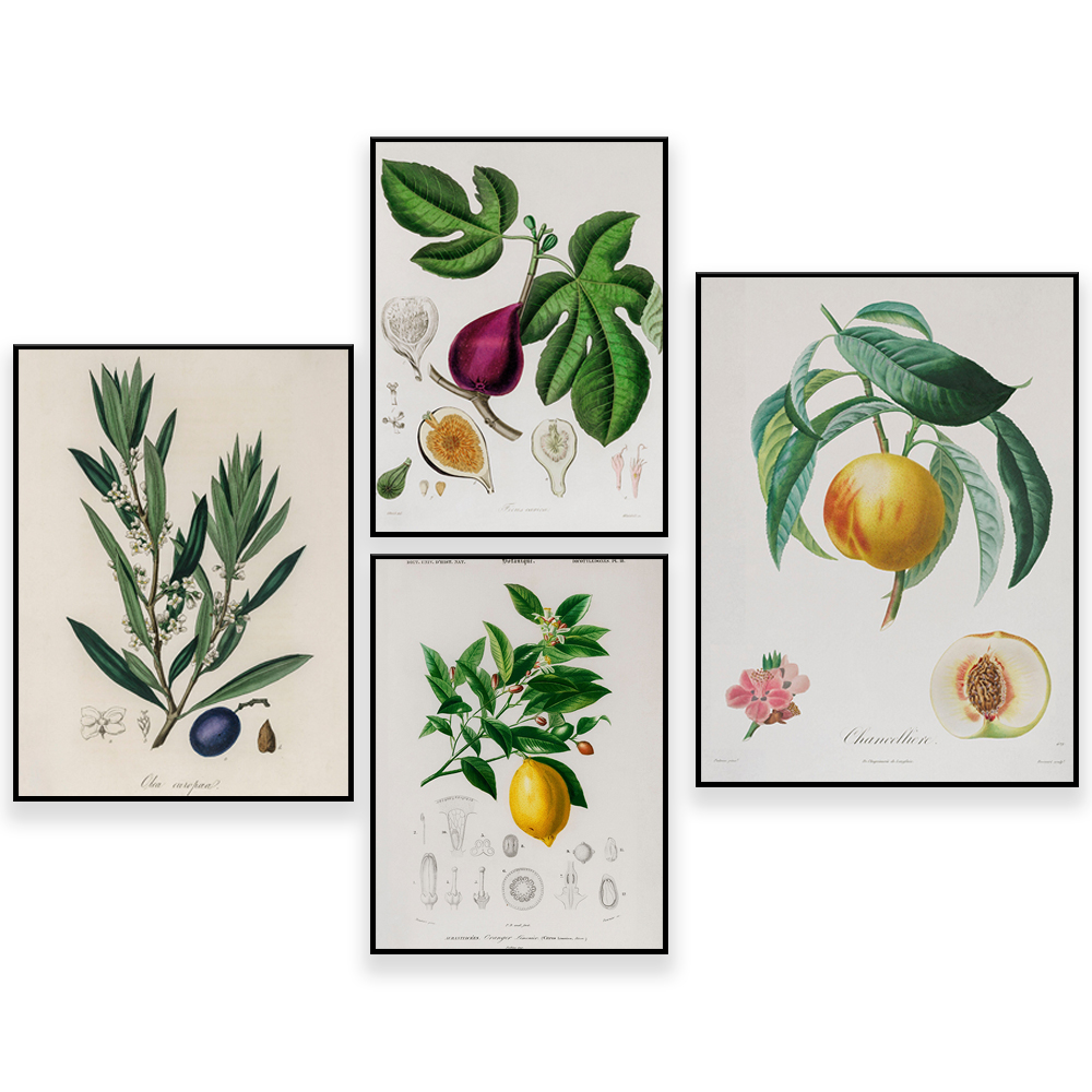 Plant Jackfruit - Medische plantkunde Vintage illustratie - Fruit
